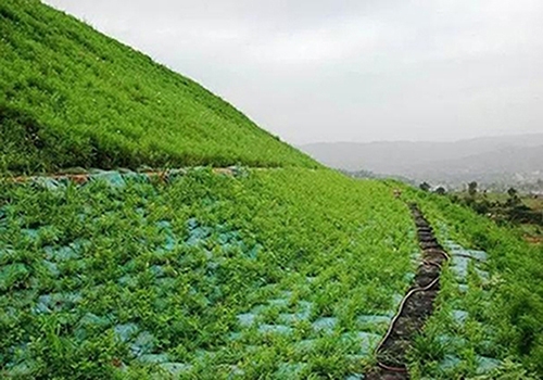 石嘴山生态喷播绿化技术